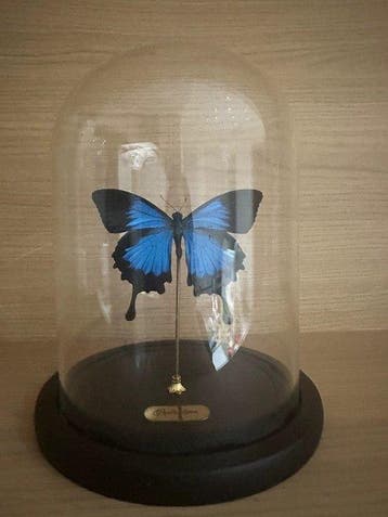 Vlinder Pantser - Papilio ulysses - 21 cm - 17.5 cm - 15.5, Nieuw