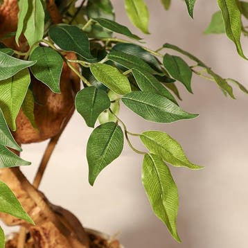 Kunstmatige ficus met gebogen stammen, 150 cm, realistische, Huis en Inrichting, Verzenden, Zo goed als nieuw