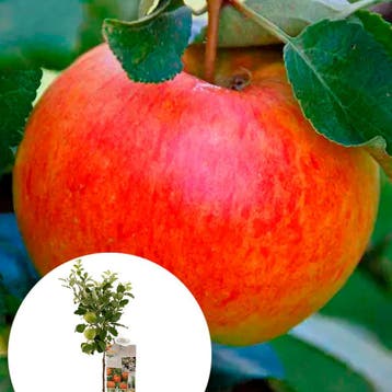 Appel James Grieve container (P18) Roze, Wit, Verzenden