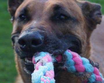 Stevige handgemaakte tugs voor honden, Dieren en Toebehoren, Verzenden, Nieuw, Overig speelgoed