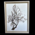 Prachtig groot frame! Taxidermie volledige montage -