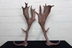 Fallow Buck antlers Schedel - Dama dama - 0 cm - 53 cm - 0, Nieuw