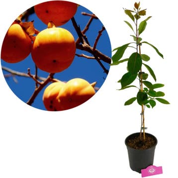 Diospyros virgiana + pot 19cm, Tuin en Terras, Planten | Fruitbomen, Verzenden, Volle zon