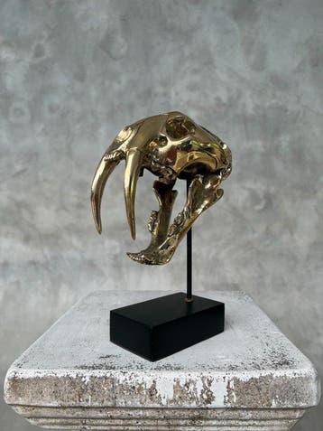 Beeld, NO RESERVE PRICE - Saber Tooth Tiger Skull - Smilodon, Antiek en Kunst