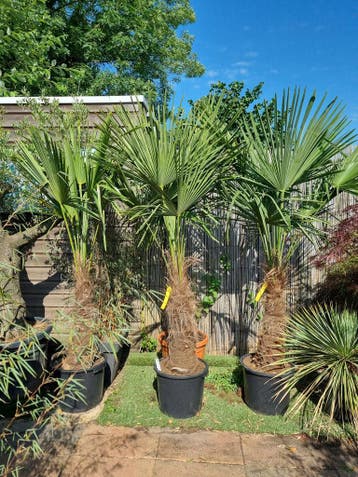 palmboom olijfboom bamboe yucca vijgenboom, Tuin en Terras, Ophalen of Verzenden, Vaste plant, Overige soorten, Halfschaduw
