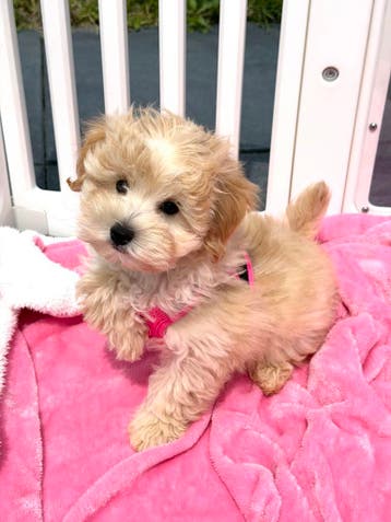 Mooie, gezonde MALTIPOO pups met garantie, Parvo, Overige rassen, 8 tot 15 weken, Teef