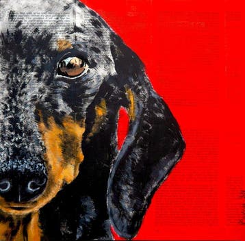 Bazévian DelaCapucinière - Portrait Introspection Dachshund