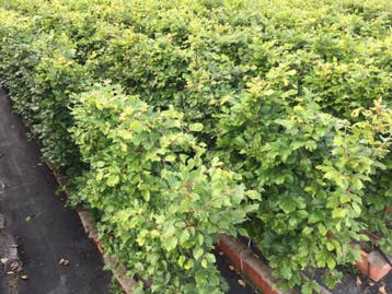 Fagus sylvatica kant en klaar haag breedte 1 m. Groene beuk, Verzenden, Beukenhaag, Haag, Minder dan 100 cm