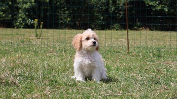 Cavalier king charles pups te koop, Dieren en Toebehoren, Parvo, Nederland, Overige rassen, 8 tot 15 weken