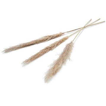 Kunstbloem Pampas Set van 3 - Naturel