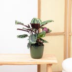 Green Bubble - Calathea Medaillon - 50cm - Ø14 cm, Ophalen of Verzenden