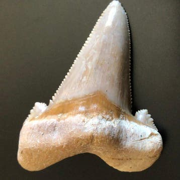 Versteende haaientand - Fossiele tand - Otodus sokolowi - 68, Verzamelen