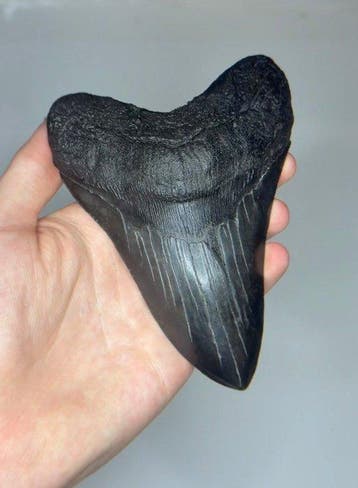 Megalodon - Fossiele tand - Otodus Megalodon - 13.5 cm, Verzamelen