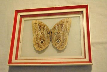 Caligo Taxidermie volledige montage - Farfalla Gufo - 20 cm