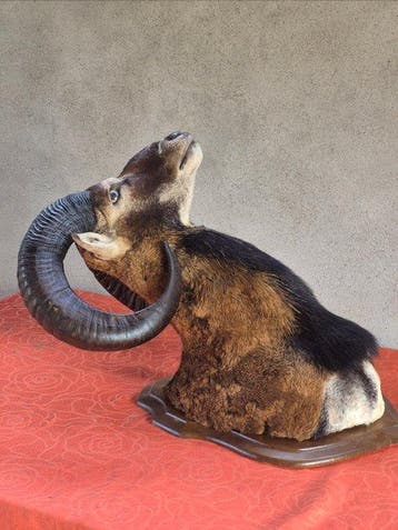 Corsicaanse muflon Taxidermie volledige montage - Ovis aries, Nieuw