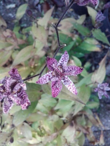 paddenlelie / armeluisorchidee Tricyrtis hirta P9, Ophalen of Verzenden, Herfst, Vaste plant, Halfschaduw