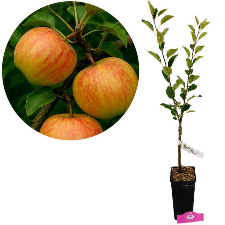 Malus domestica James Grieve + Pot 11cm, Tuin en Terras, Planten | Fruitbomen, Volle zon, Verzenden