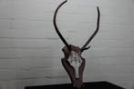 over 100 years old Red Stag Trophy Schedel - Cervus elaphus, Verzamelen, Dierenverzamelingen, Nieuw