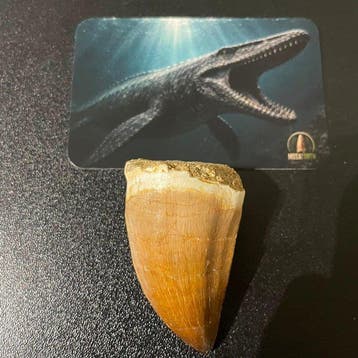 Mosasaurus - Fossiele tand - Authentieke Mosasaurus tand in, Verzamelen, Mineralen en Fossielen