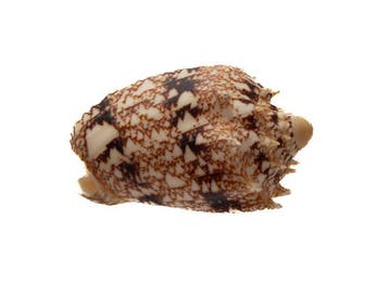RARITEIT: Cymbiola chrysostoma | 53 mm GEM | Peleng-eiland