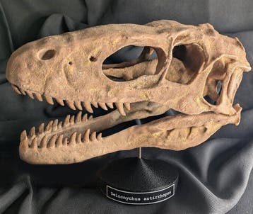 Fossiele schedel - Deinonychus antirrhopus - Museum-Grade