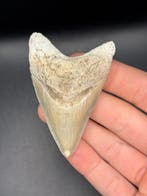 Megalodon - Fossiele tand - Otodus Megalodon - 7.61 cm -, Verzamelen, Mineralen en Fossielen