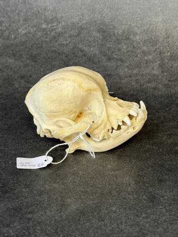Pekinees hond Schedel - Pekingeser dog - 7 cm - 8 cm - 10, Verzamelen, Nieuw