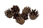 Dennenappels Silvester Naturel 200 gr, Ophalen of Verzenden, Nieuw