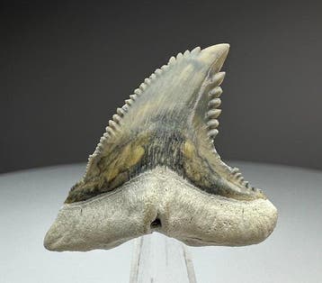 Hemipristis serra - Fossiele tand - 3.8 cm - 3.2 cm, Verzamelen, Mineralen en Fossielen