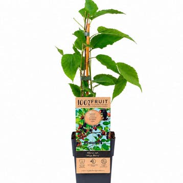 Morus rotundiloba BonBonBerry® Mojo Berry container (P15), Verzenden