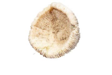 Paddenstoelkoraal op Plexiglas-sokkel Taxidermie wandmontage, Nieuw