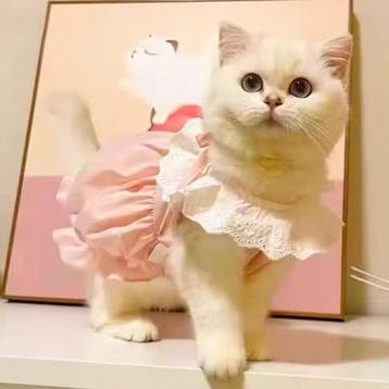 Kattenjurk met Kant –Zachte Zomer Prinsesjurk voor Kat en Ho, Verzenden, Nieuw