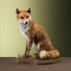 Vos Zittend Taxidermie Opgezette Dieren By Max, Verzamelen, Ophalen of Verzenden, Nieuw, Wild dier, Opgezet dier