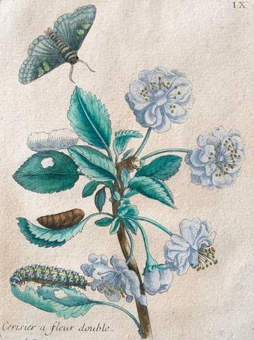 Maria Sibylla Merian (1647–1717) - Originale