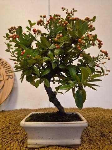 Vuurdoorn bonsai (Pyracantha) - Hoogte (boom): 27 cm -