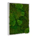Vintlux Mosschilderij Lappenmos-Bolmos 30x40 cm Gebroken Wi, Nieuw