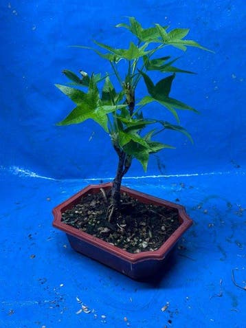 Liguster bonsai (Ligustrum) - Hoogte (boom): 25 cm - Diepte
