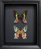 Vlinder Taxidermie volledige montage - Urania ripheus - 25, Nieuw