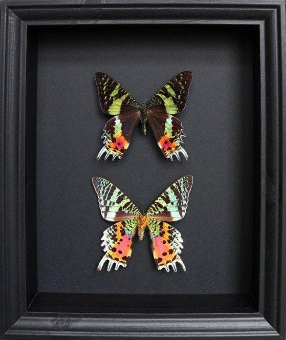 Vlinder Taxidermie volledige montage - Urania ripheus - 25, Verzamelen, Dierenverzamelingen