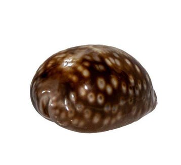 Macrocypraea zebra zebra (83 mm, toptoestand GEM) –, Antiek en Kunst