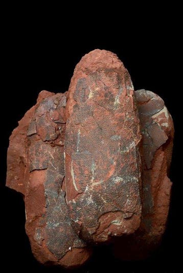 Dinosaurus - Gefossiliseerd ei - Oviraptor sp. - 25 cm - 17