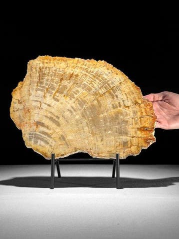 Prachtige schijf versteend hout op een op maat gemaakte