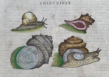 CHIOCCIOLE. - 1604