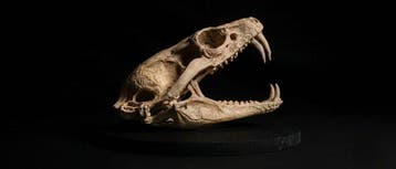 Cobra Taxidermie replica montage - REPLICA Ophiophagus