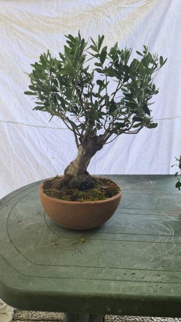 Olijf bonsai (Olea europaea) - Hoogte (boom): 40 cm - Diepte, Antiek en Kunst