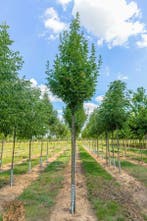 Fraxinus ornus Obeliskhoogstam 8/10, Tuin en Terras