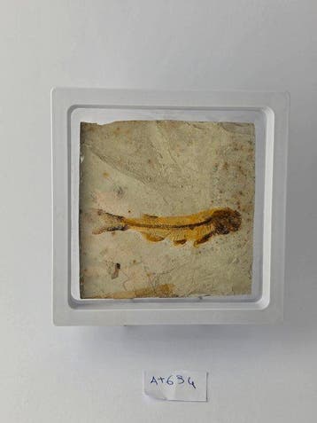 Vis - Gefossiliseerd dier - Lycoptera - 11 cm (Zonder