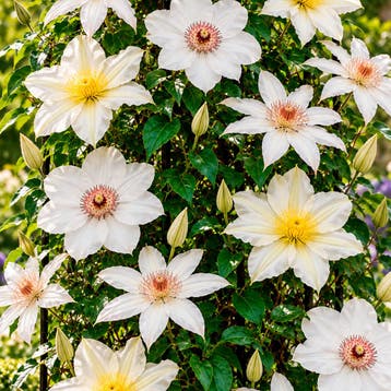 Clematis White Blossom Collectie – 3 Planten Sierplanten, Verzenden, Overige soorten, Struik