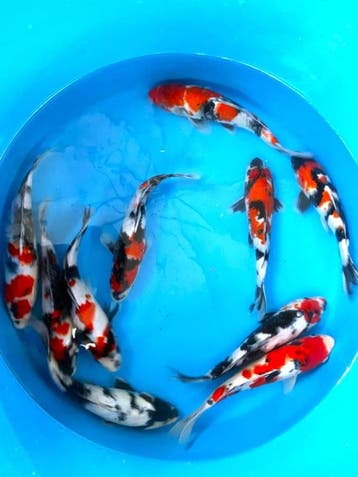 Hirasawa Marusei 27-32cm (Japanse Koi), Karper of Koi