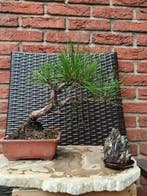 Den bonsai (Pinus) - Hoogte (boom): 21 cm - Diepte (boom):